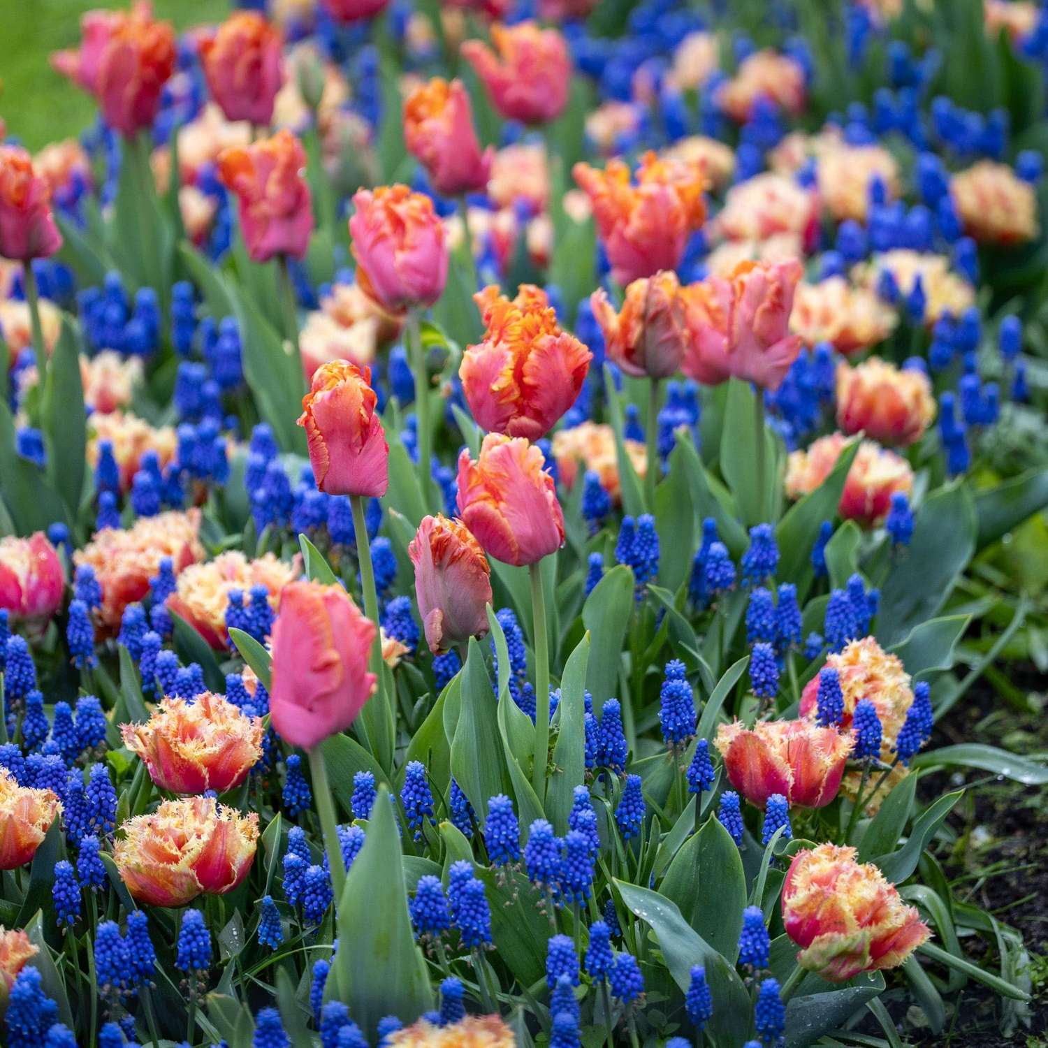 Mélange de bulbes 'Amazing Ocean'